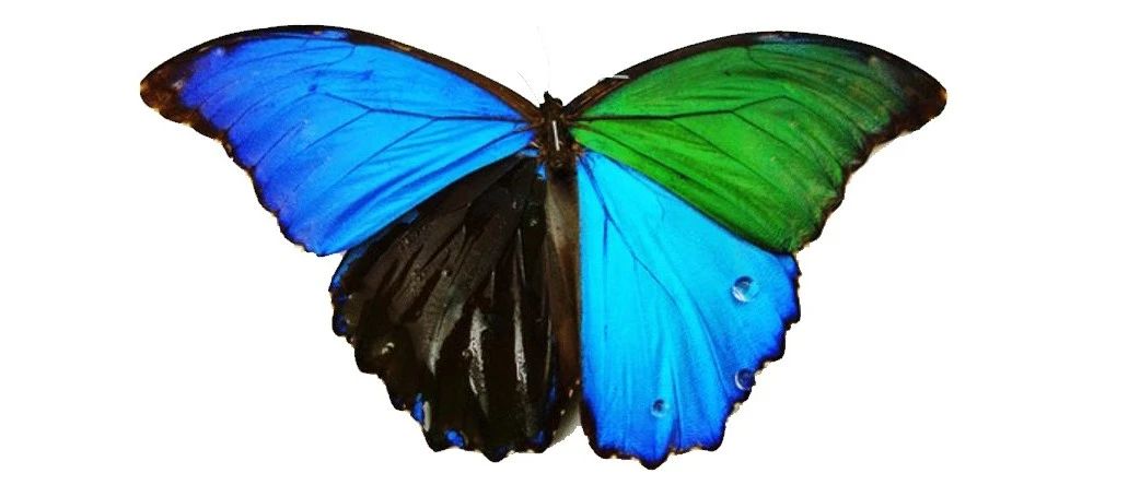 Dripping alcohol makes the blue wings turn green-what happens to dripping water?