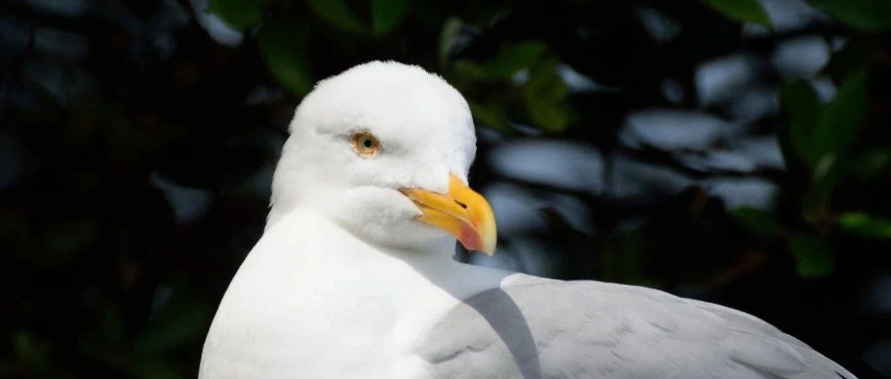 Seagulls: the food that people touch is really fragrant